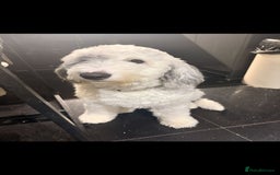 Sheepadoodle dogs for sale: Gorgeous sheepadoodle female  - Advert 3