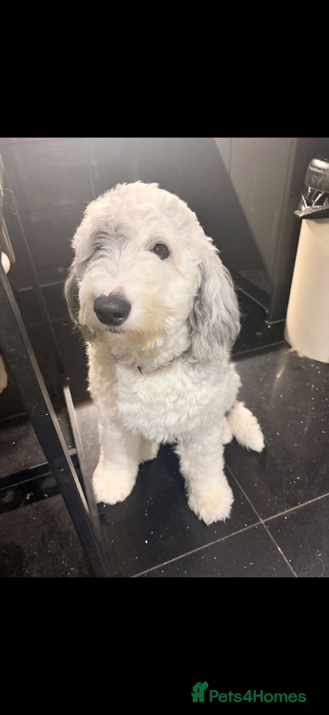 Sheepadoodle dogs for sale: Gorgeous sheepadoodle female  - Advert 3