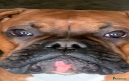 Boxer dogs for stud: Male Boxer Stud - Image 3