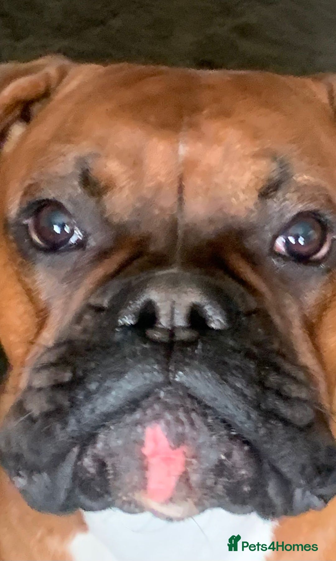 Boxer dogs for stud: Male Boxer Stud - Image 3