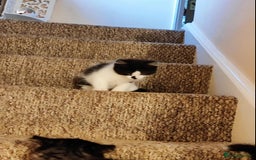 Mixed Breed cats for sale: 2 cute mixed kittens - Advert 3