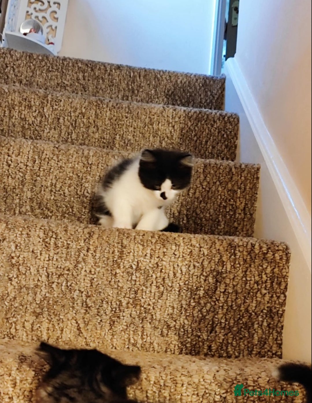 Mixed Breed cats for sale: 2 cute mixed kittens - Advert 3