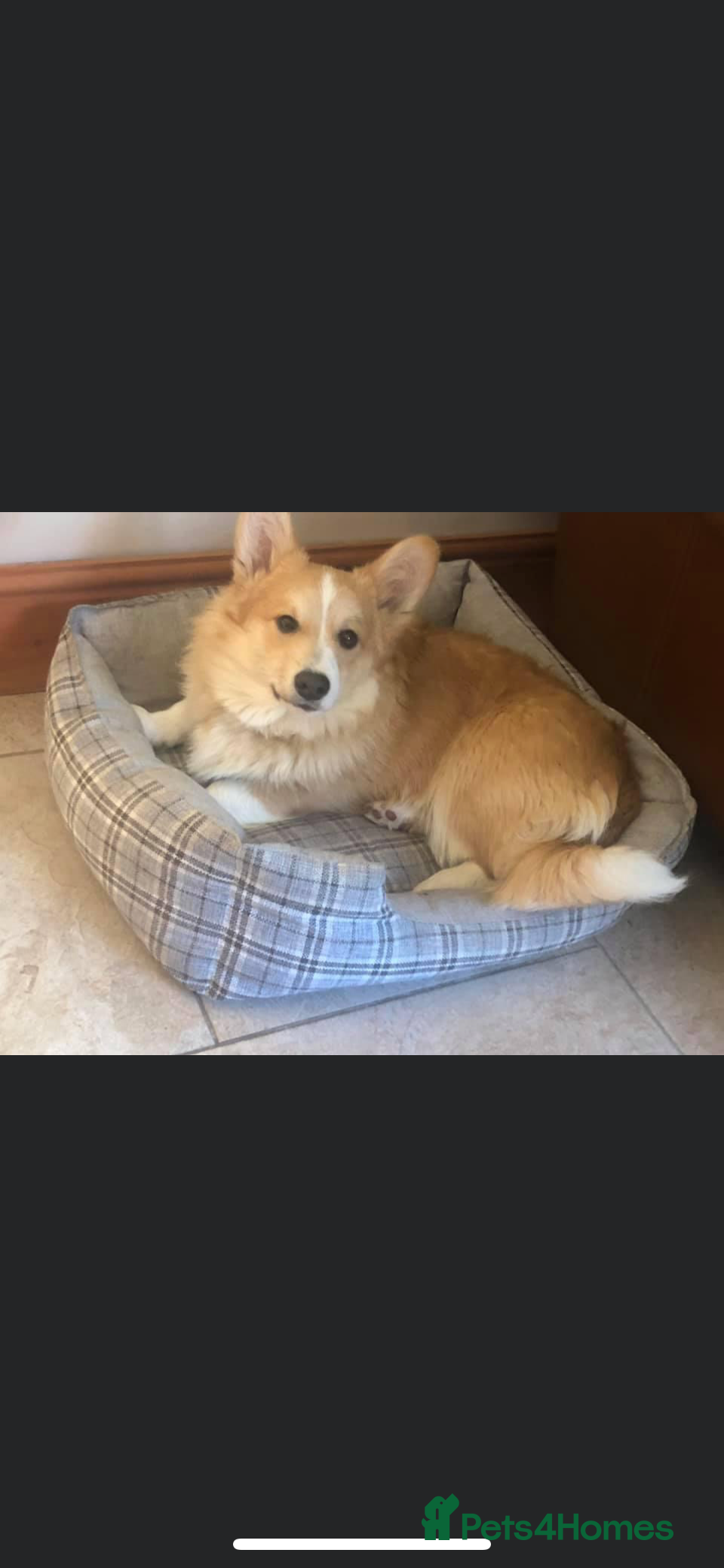 Welsh Corgi Pembroke dogs Pembrokeshire corgi fully genetically tested  in Abergele - Advert 3