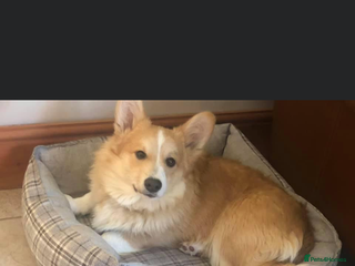 Welsh Corgi Pembroke dogs in Abergele - Advert 41