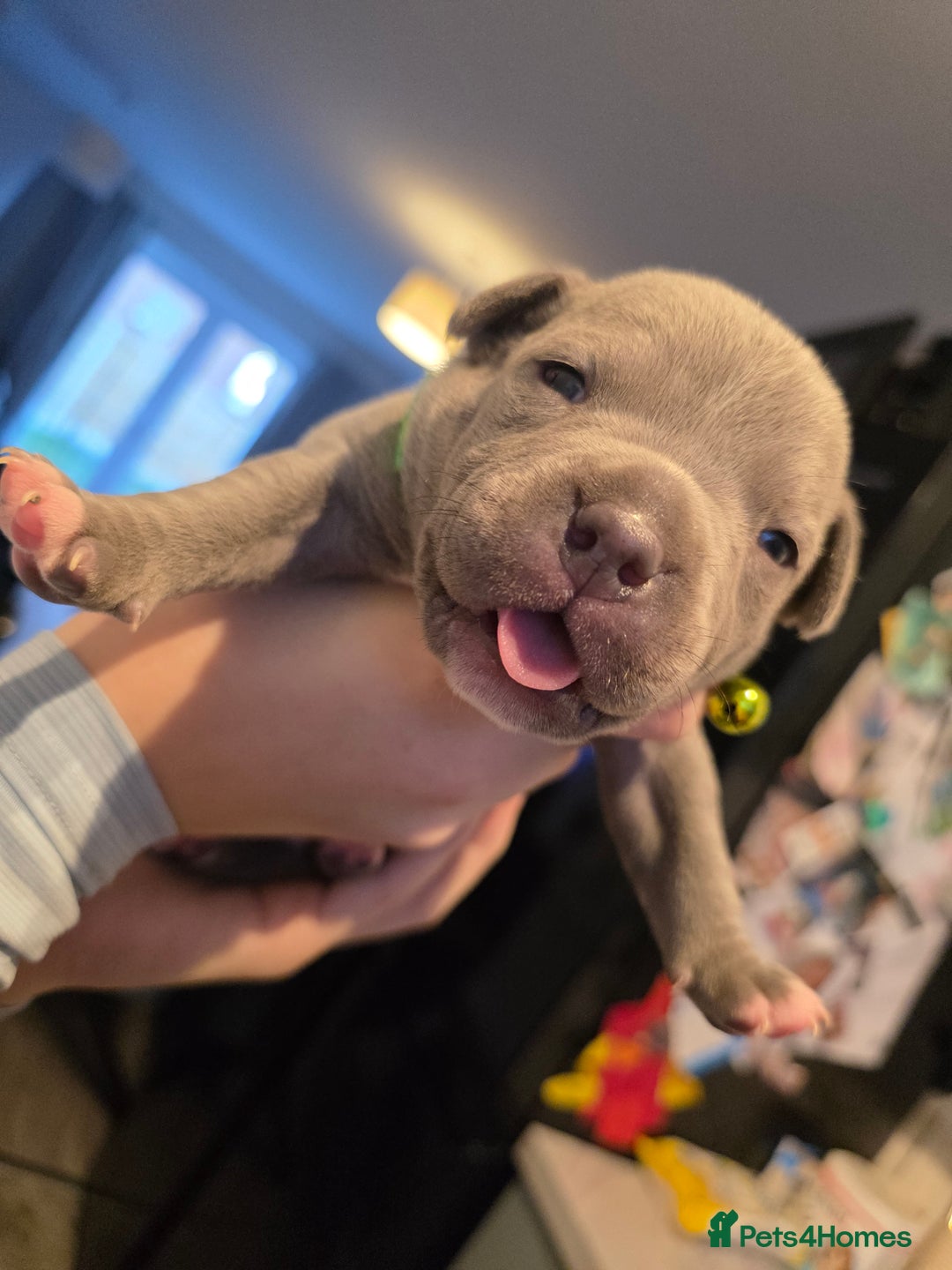 Staffordshire Bull Terrier dogs for sale: BLUE STAFFORDSHIRE BULL TERRIORS - Advert 2