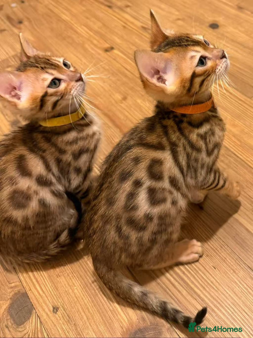 Bengal cats for sale: Exquisite TICA Registered gold&snow BengalKittens  - Image 8