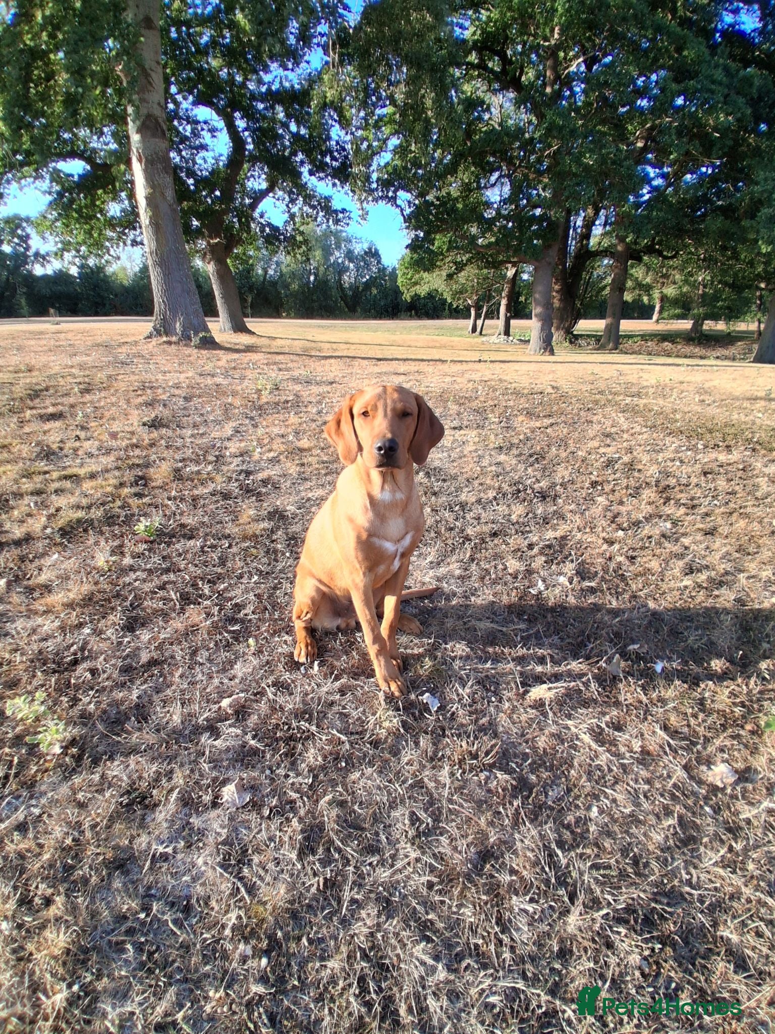 Labrador Retriever dogs Gentlemen Jim - Advert 3
