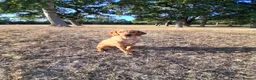Labrador Retriever dogs for sale: Gentlemen Jim in Cambridge - Advert 1