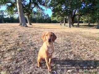 Labrador Retriever dogs Gentlemen Jim - Advert 3