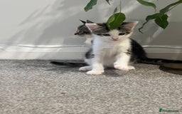 Mixed Breed cats for sale: Kittens  - Image 7