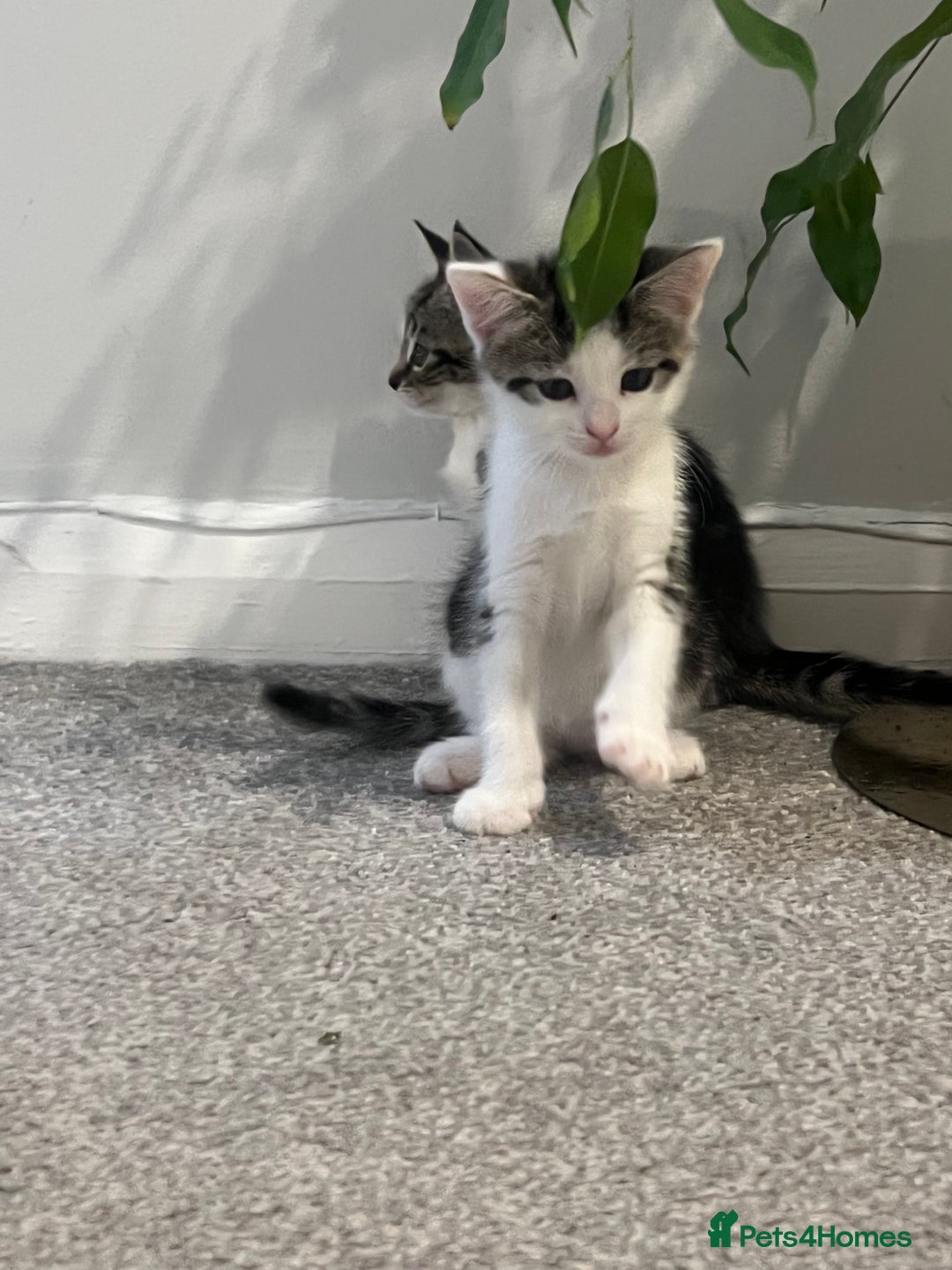 Mixed Breed cats for sale: Kittens  - Image 7
