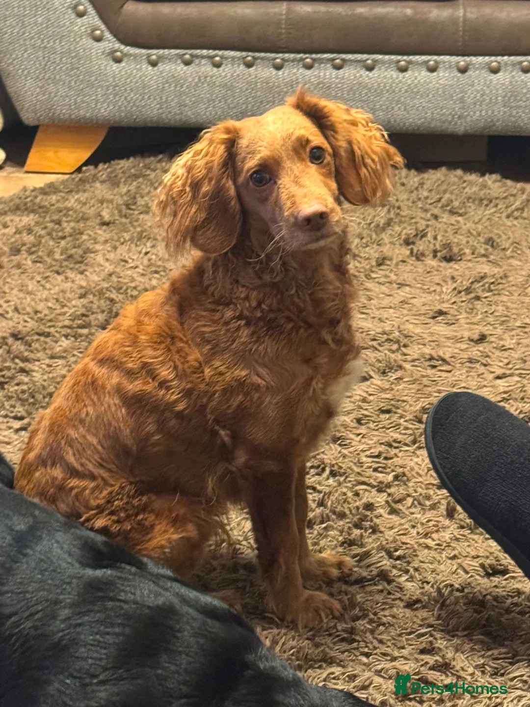 Cockapoo dogs for sale: Cockapoo Puppies - Advert 2