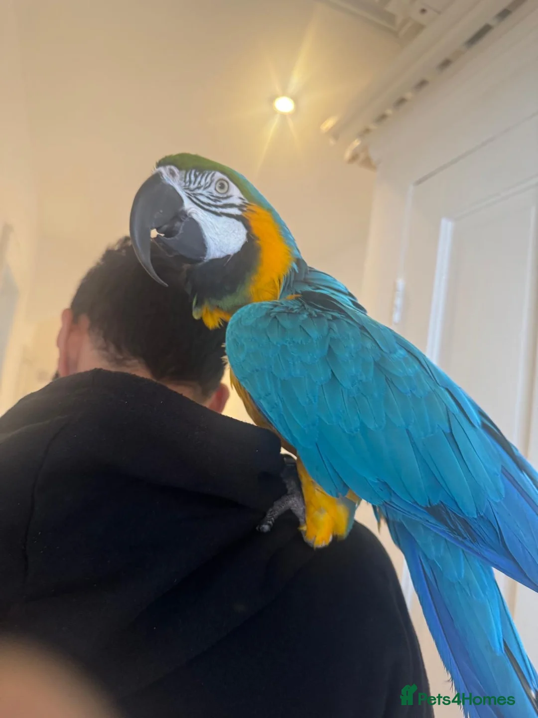 Macaws birds for sale: Blue & Gold Macaw Parrot for Sale in Watford - Advert 2