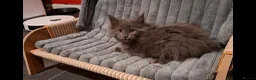 Maine Coon cats for sale: Pedigree Maine Coon kittens in Manchester - Advert 6