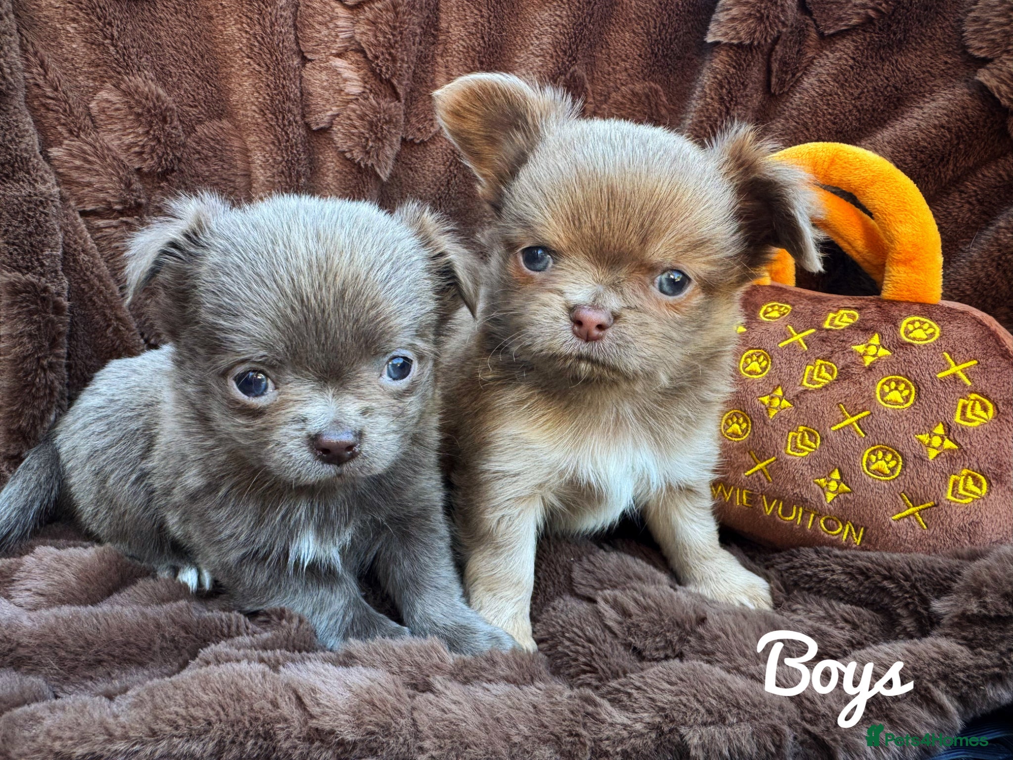 Chihuahua dogs KC chocolate and lilac long coat quality puppies  - Advert 1