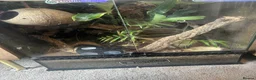 Gecko reptiles for sale: Two male Crested geckos in Boston - Advert 12