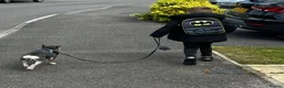 French Bulldog dogs for sale: Beautiful 10mnth old frenchie pup - Advert 5