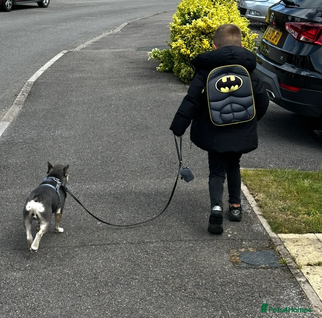 French Bulldog dogs for sale: Beautiful 10mnth old frenchie pup - Advert 5