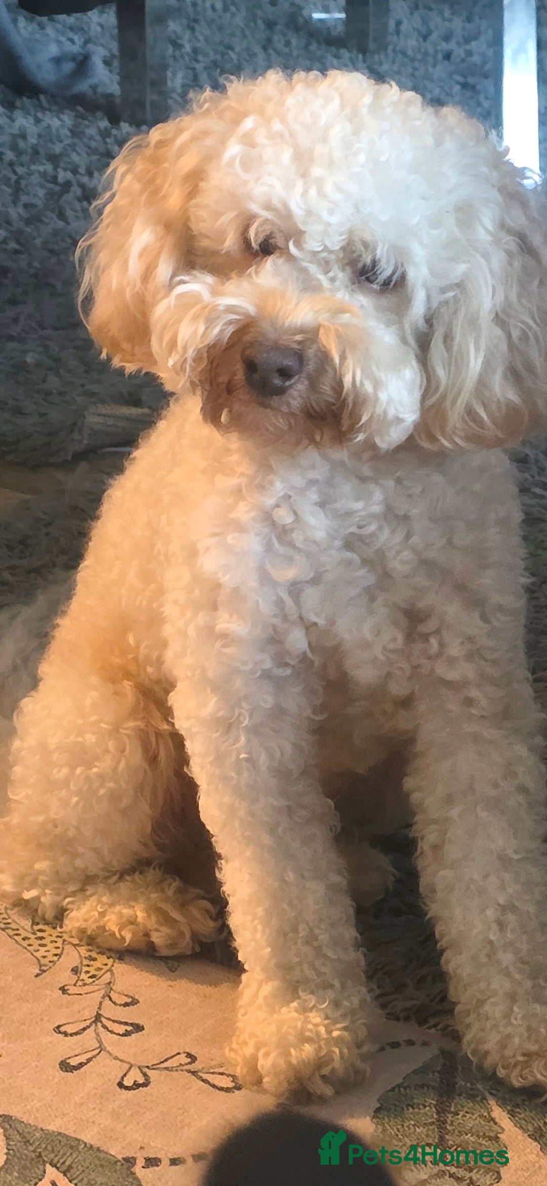 Cockapoo dogs Beautiful Natured & Coloured Cockerpoo For Stud  - Advert 4