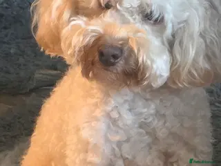 Cockapoo dogs Beautiful Natured & Coloured Cockerpoo For Stud - Advert 11