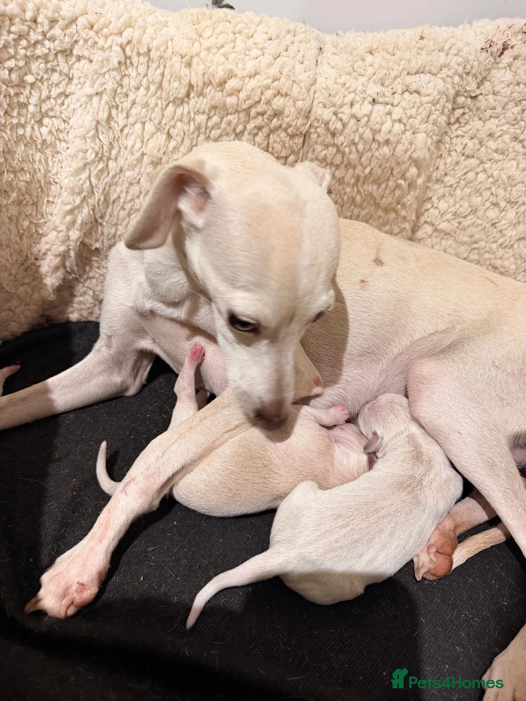 Italian Greyhound dogs for sale: Beautiful cream KC Registered Italian Greyhound  - Advert 1