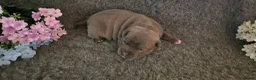 Staffordshire Bull Terrier dogs for sale: BEST OF THE BEST RARE STAFFORDSHIRE BULL TERRIERS - Advert 11