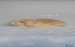 Mini Lop rabbits for sale: Stunning pure breed mini lops - Image 9