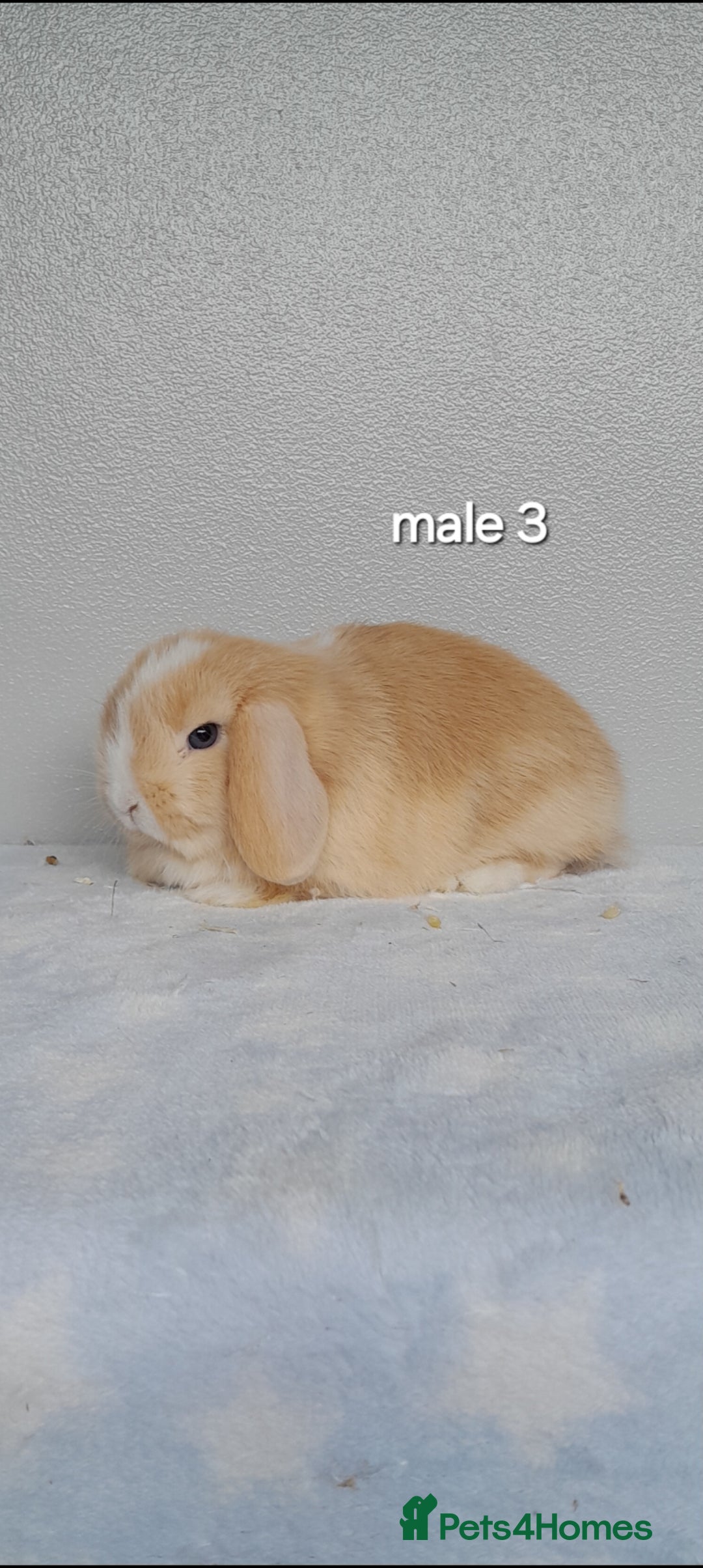 Mini Lop rabbits for sale: Stunning pure breed mini lops - Image 9