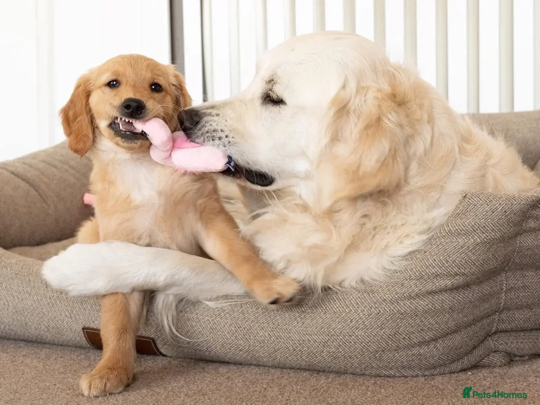 Golden Retriever dogs for stud: Kind, intelligent and loving therapy dog for stud - Advert 36