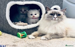 Ragdoll cats for sale: Beautiful Blue Tabby Ragdoll Fur Babies  - Image 9