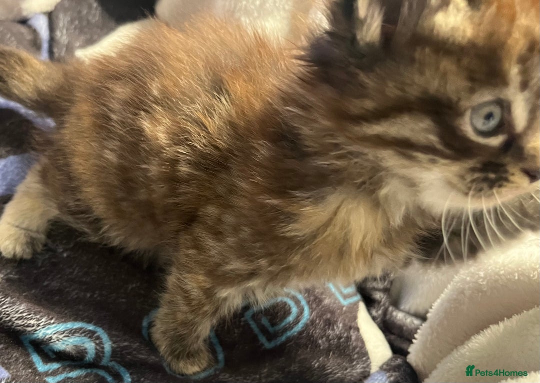Maine Coon cats for sale: Stunning Half Maine coon kittens  - Image 28