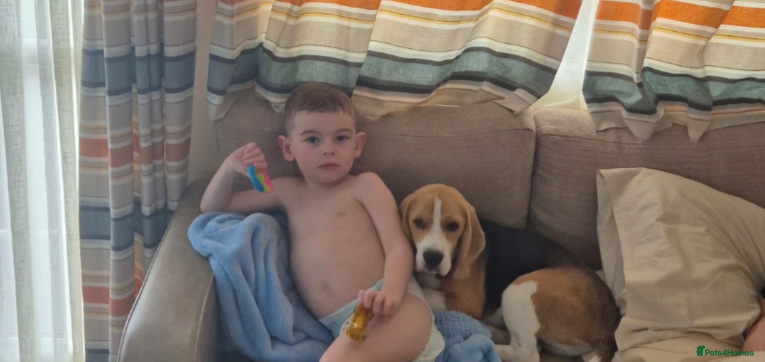 Beagle dogs for sale: Looking for a new loving family 10 mouths beagle  - Advert 8