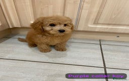 Cavapoochon dogs for sale: Cavapoochon puppies - Image 4