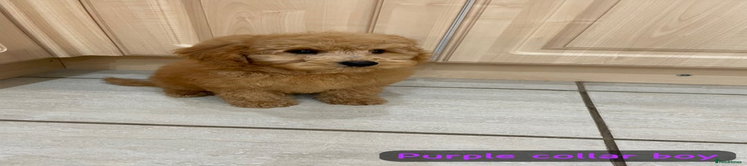 Cavapoochon Puppy 1