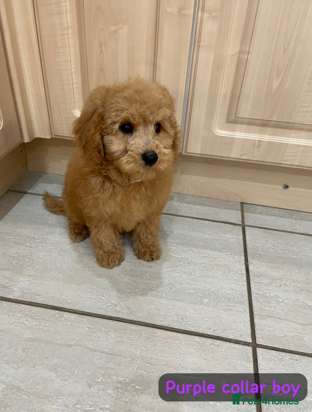 Cavapoochon dogs for sale: Cavapoochon puppies - Image 4