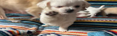 Cotton 