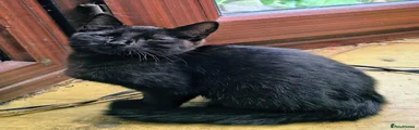 Mixed Breed 2