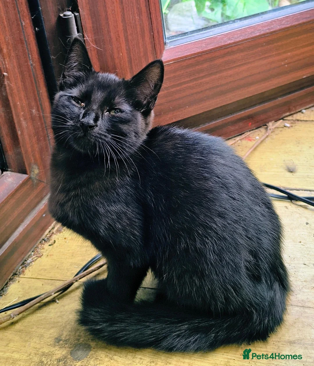 Mixed Breed cats for sale: Three beautiful black kittens  in Llanon - Advert 11