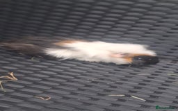 Guinea Pig rodents for sale: 6 baby girl guinea pigs  - Image 7