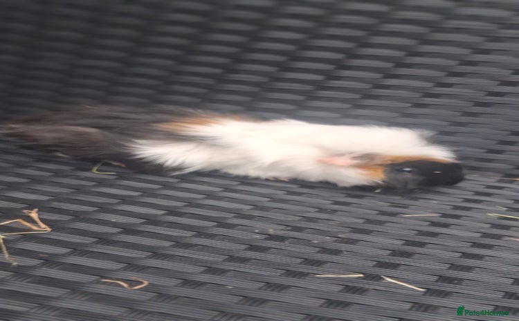 Guinea Pig rodents - Advert 16