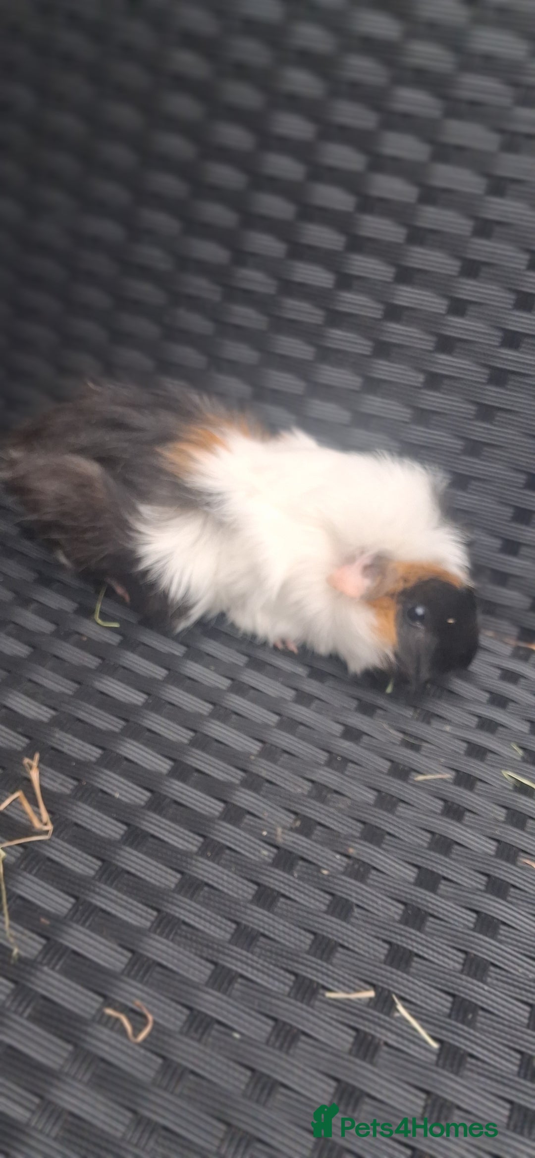Guinea Pig rodents for sale: 6 baby girl guinea pigs  - Image 7