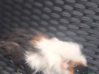 Guinea Pig rodents - Advert 12