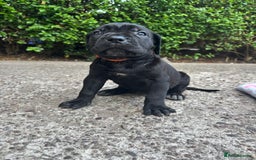Cane Corso dogs for sale: 4 Cane corso puppy’s  - Image 10