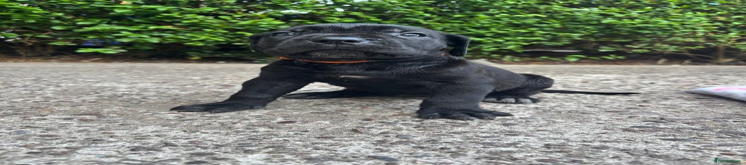 Cane Corso Puppy 8