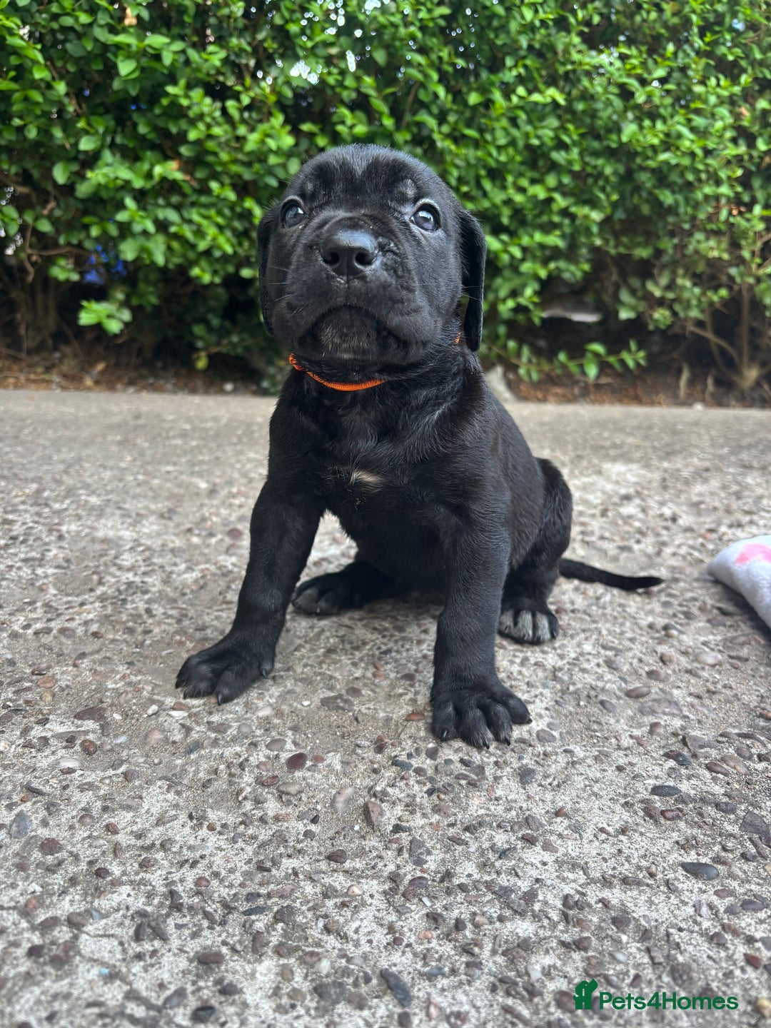Cane Corso dogs for sale: 4 Cane corso puppy’s  - Image 10