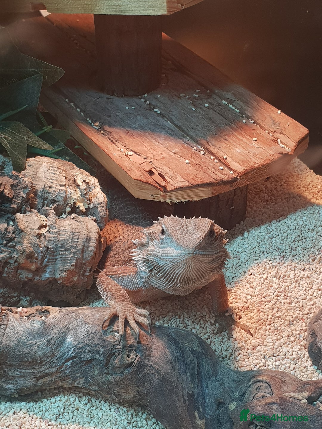 Bearded Dragon reptiles for sale: female bearded dragon with full set up - Image 13