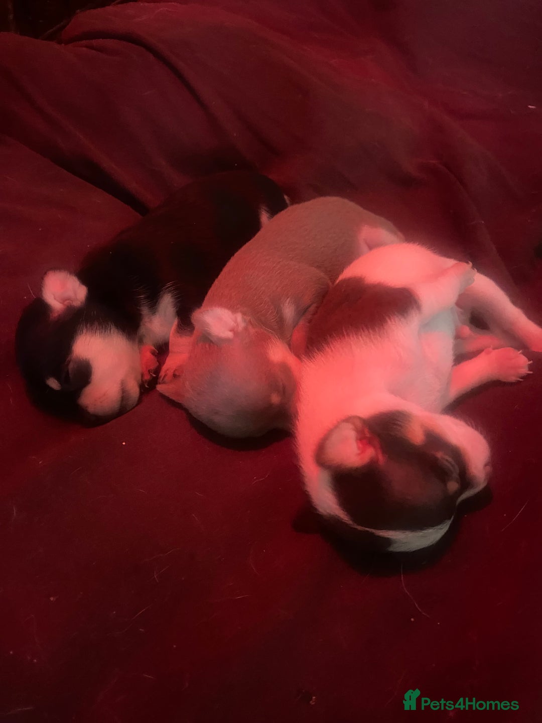 Chihuahua dogs for sale: Small Chihuahua puppies for sale  - Image 4