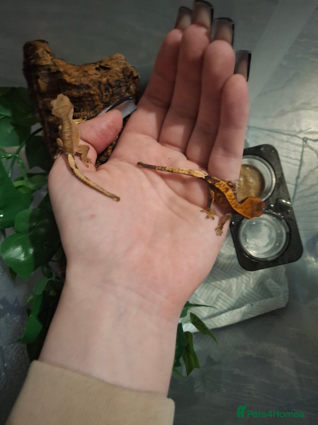 Gecko reptiles for sale: Crested gecko adult and baby - Image 10