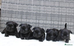 Mixed Breed dogs for sale: French bulldog X imperial shih tzu  - Image 3