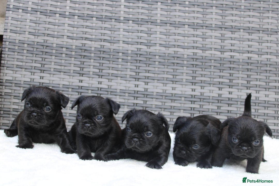 Mixed Breed dogs for sale: French bulldog X imperial shih tzu  - Image 3